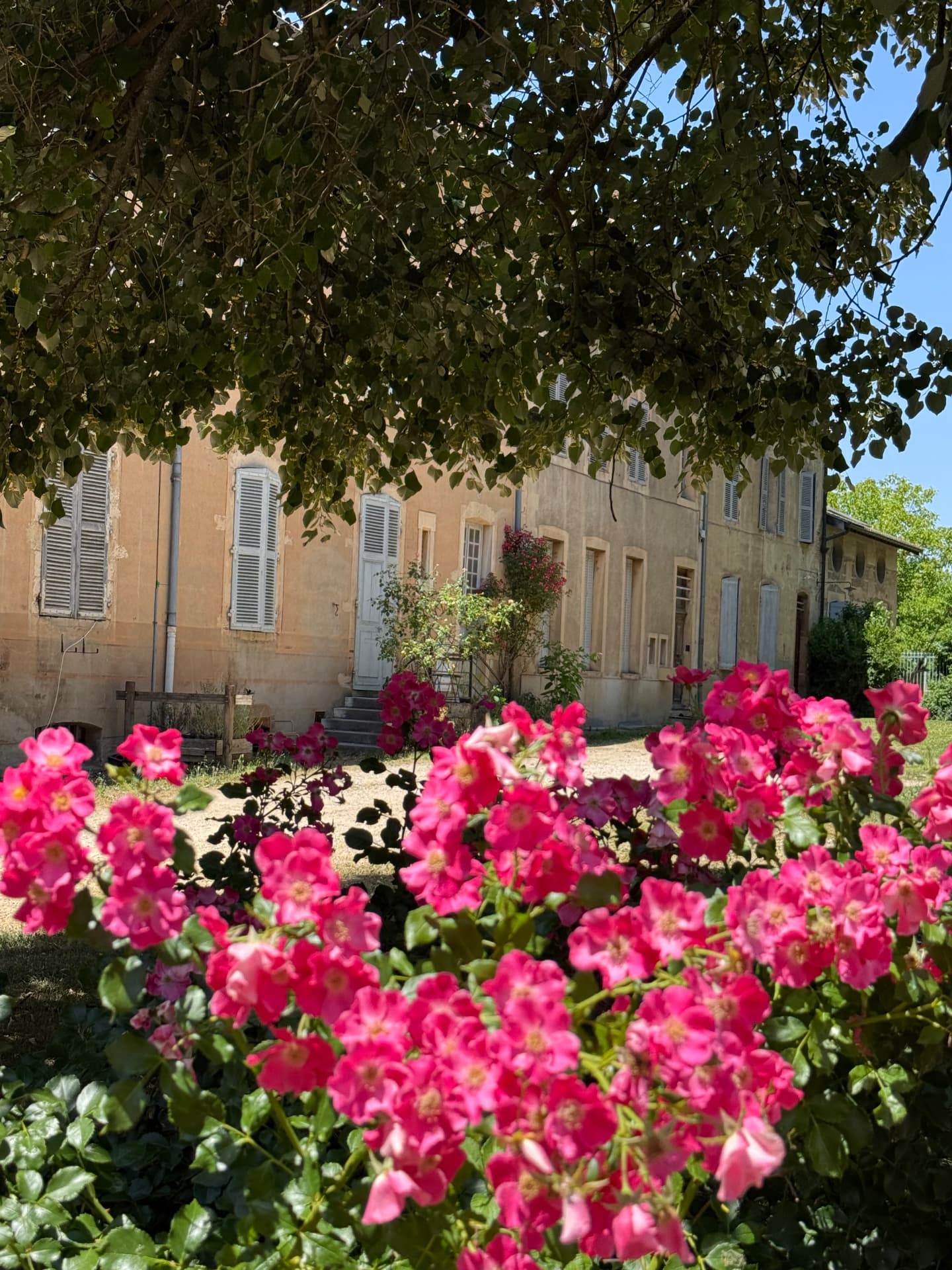 La façade de la dépendance vue du parc, derrière un massif de roses en fleurs